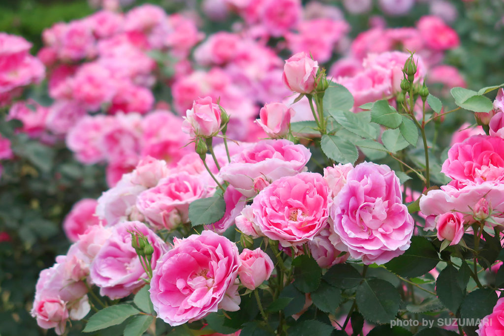 代々木公園の薔薇