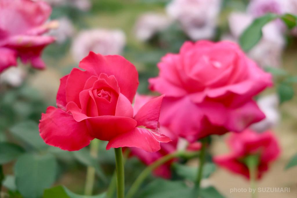 PowerShot G7 X Mark IIで撮った赤い薔薇