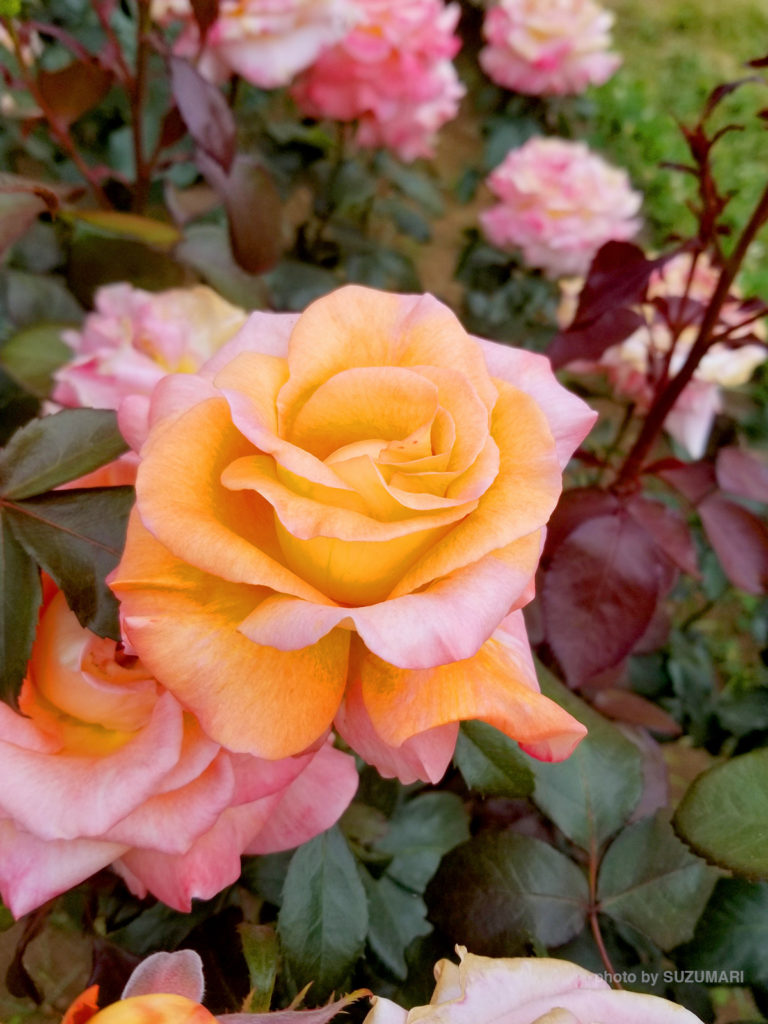 代々木公園の薔薇