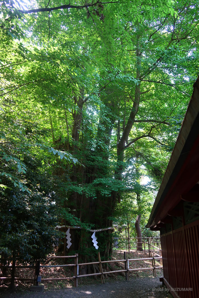 本殿裏側のご神木