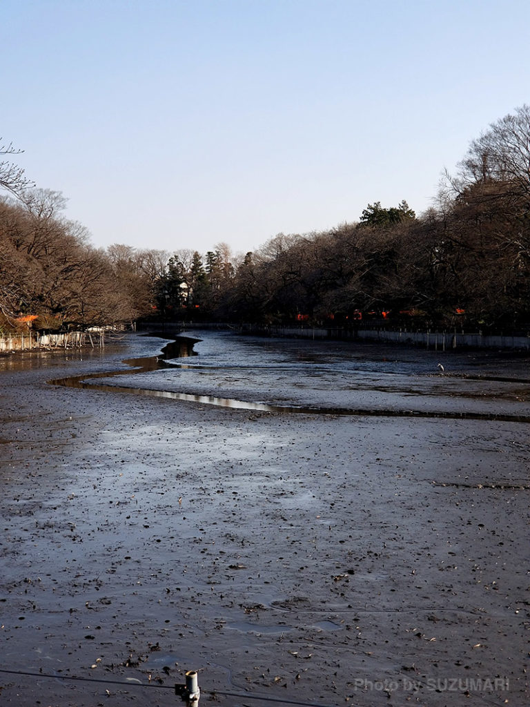 かい掘り中の井の頭公園の池