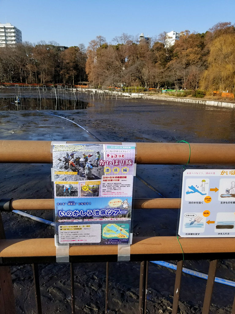 かい掘り中の井の頭公園の池