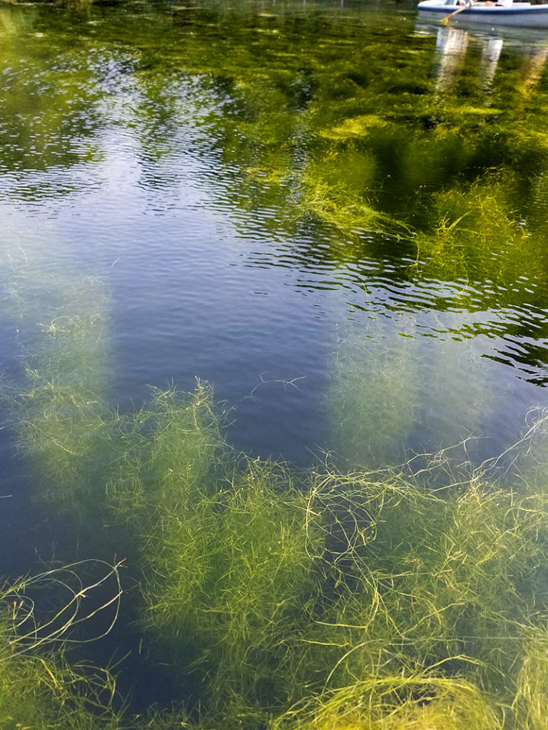 水の透明感が伝わります