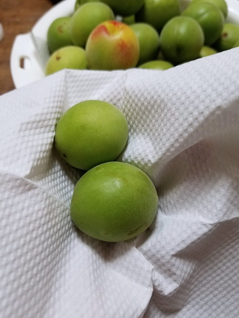 青梅の水気をよく拭き取ります