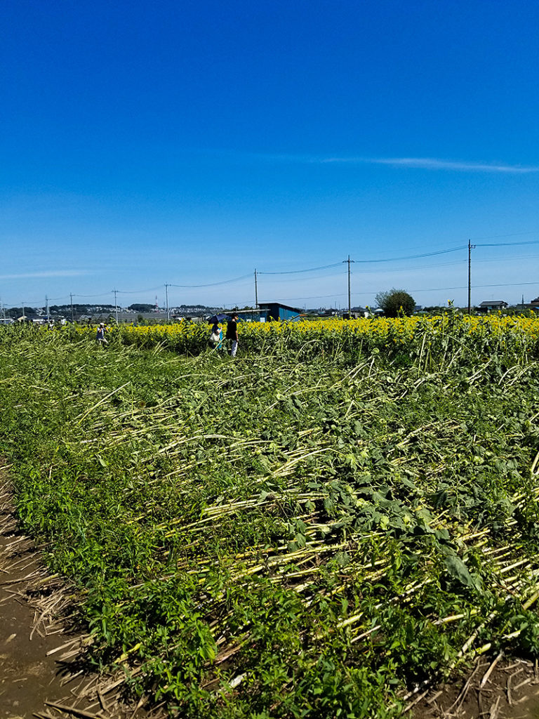 2018年、根元から倒れまくっていた座間のひまわり