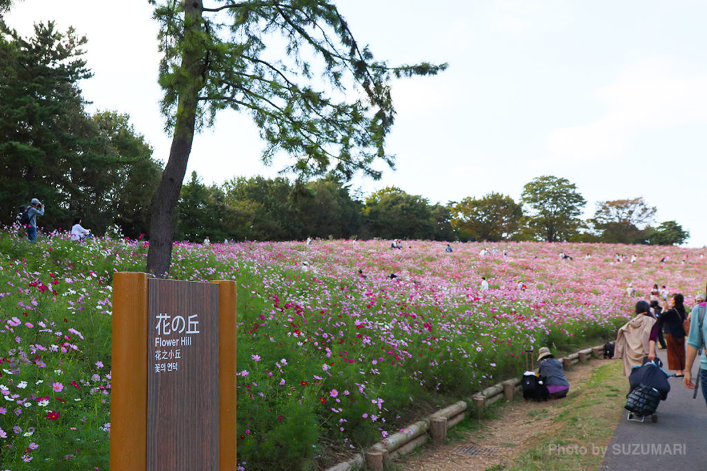 コスモス畑になっている「花の丘」