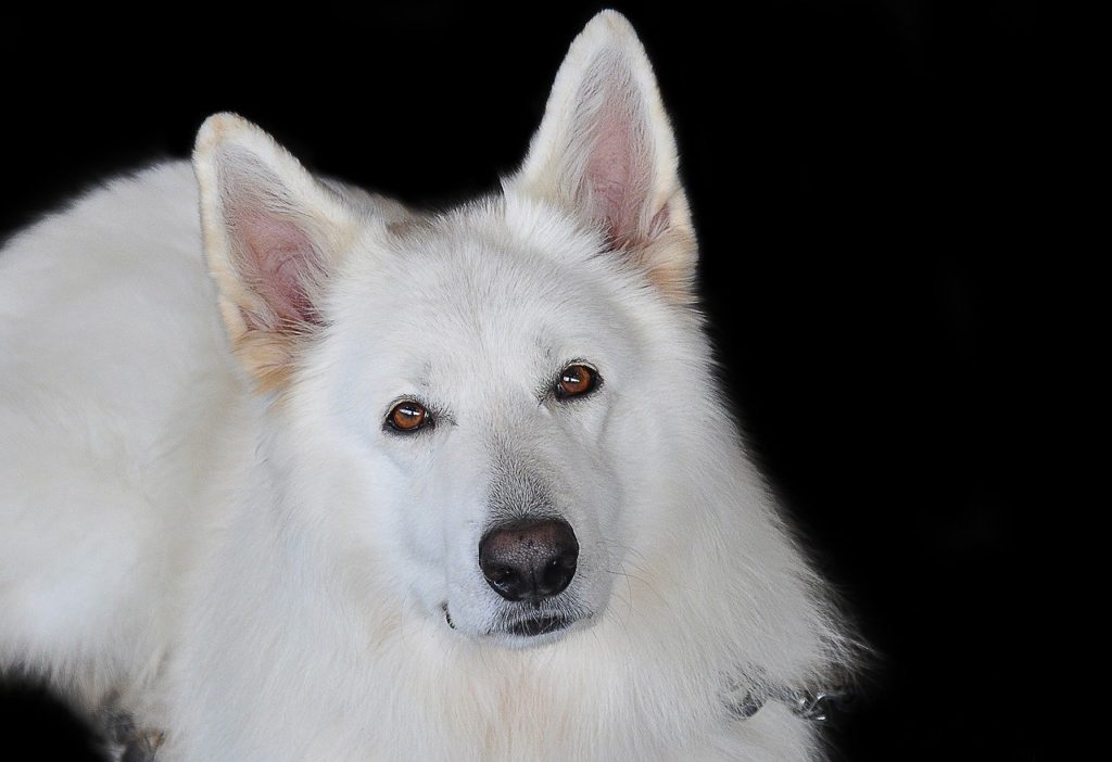 白い犬